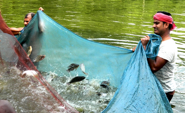 লাভজনক পদ্ধতিতে মাছ চাষ | যেভাবে শুরু করবেন