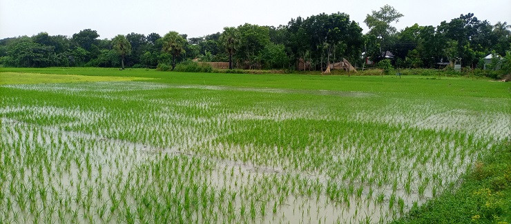 টানা বৃষ্টিতে দুশ্চিন্তায় সালথা ও নগরকান্দার আমন চাষিরা - Vimarsana News
