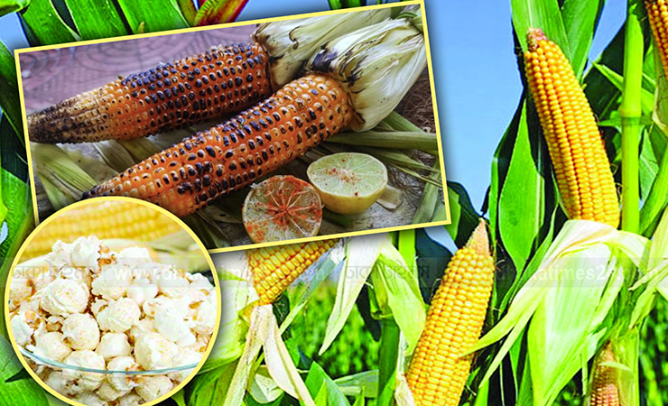 সুপারফুড ভুট্টা মস্তিষ্কে কর্মক্ষমতা বৃদ্ধি করে
