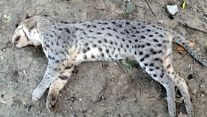 যশোরে মেছোবাঘ পিটিয়ে হত্যা
