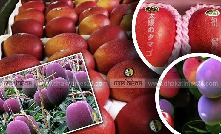বিশ্বের সবচেয়ে দামি আম মিয়াজাকি, কেজি ৩ লাখ টাকা