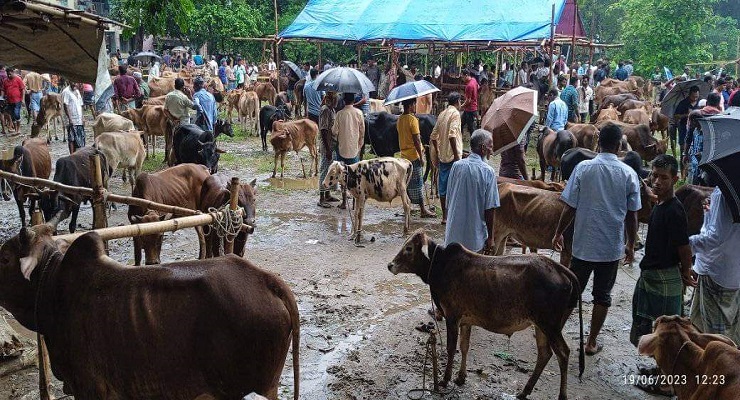 জমে উঠেছে উত্তর চট্টলার ঐতিহ্যবাহী রানিরহাট কোরবানীর পশুর বাজার