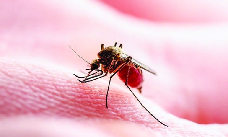 Dos comités de expertos trabajan para encontrar soluciones efectivas para prevenir el dengue