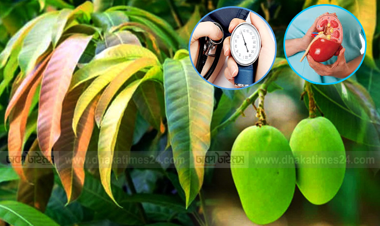 হাই প্রেসার নিয়ন্ত্রণ করে আমের পাতা! কিডনির অসুখ থাকে দূরে