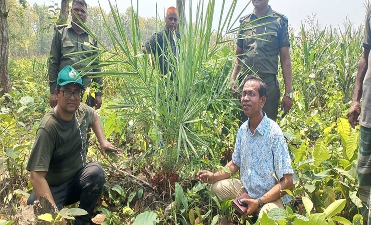 দিনাজপুরের শালবনে মহাবিপন্ন ‘খুদি খেঁজুর‘ গাছের সন্ধান