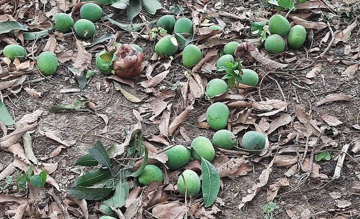 আমের সঙ্গে এ কেমন শত্রুতা!