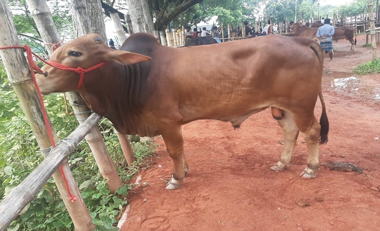 চাঁদপুরে কোরবানির জন্য প্রস্তুত ৬২ হাজার পশু