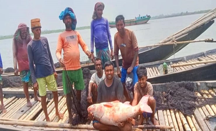 নবীনগরে মেঘনায় ধরা পড়ল ২৯ কেজি ওজনের বিগহেড মাছ