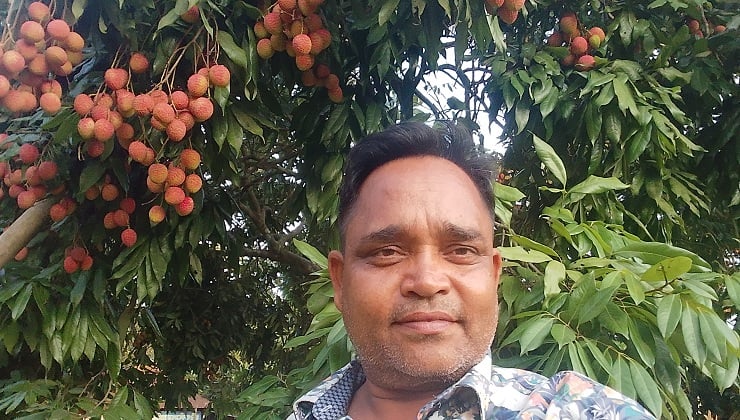 ব্রাহ্মণবাড়িয়ার বিজয়নগর জুড়ে গাছে গাছে রঙিন লিচুর থোকা