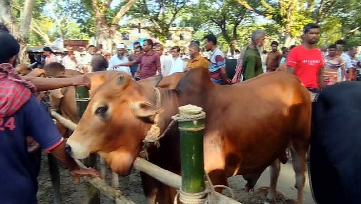 নড়াইলে জমে উঠেছে কোরবানির পশুর হাট 