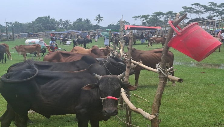 বরিশালে বসেছে ৩২৮ কোরবানির পশুর হাট