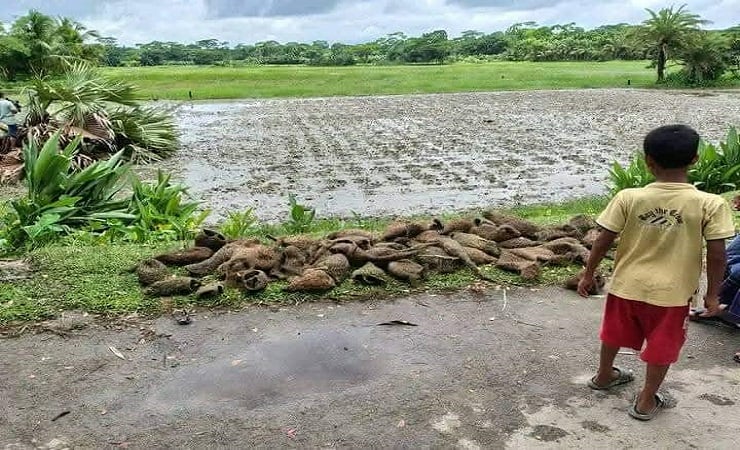 পাঁচ শতাধিক বাবুই পাখির ছানা হত্যা, গা ঢাকা দিয়েছেন অভিযুক্ত