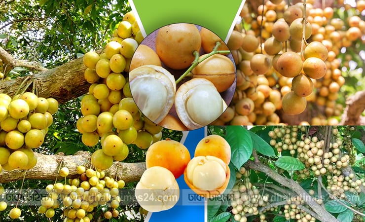 জটিল রোগের মহৌষধ ভেষজ লটকন, স্বাস্থ্য উপকারিতা জানলে চমকে উঠবেন