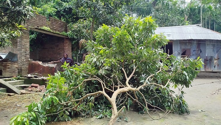 লোহাগড়ায় আ.লীগ নেতার নেতৃত্বে বিএনপির নেতাদের বাড়ি-অফিস ভাঙচুর, গাছ কর্তন