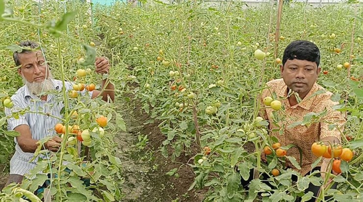 ‘বেগুন গাছে টমেটো’ চাষে শহিদুল্লাহর চমক, লাভের মুখ দেখছেন কৃষকেরা