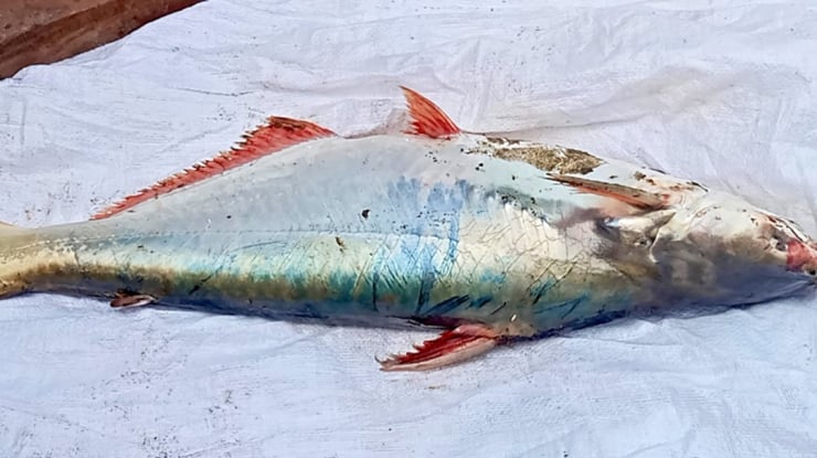 বঙ্গোপসাগরে জেলের জালে ধরা পড়লো ১৫ কেজি ওজনের পাঙাশ মাছ