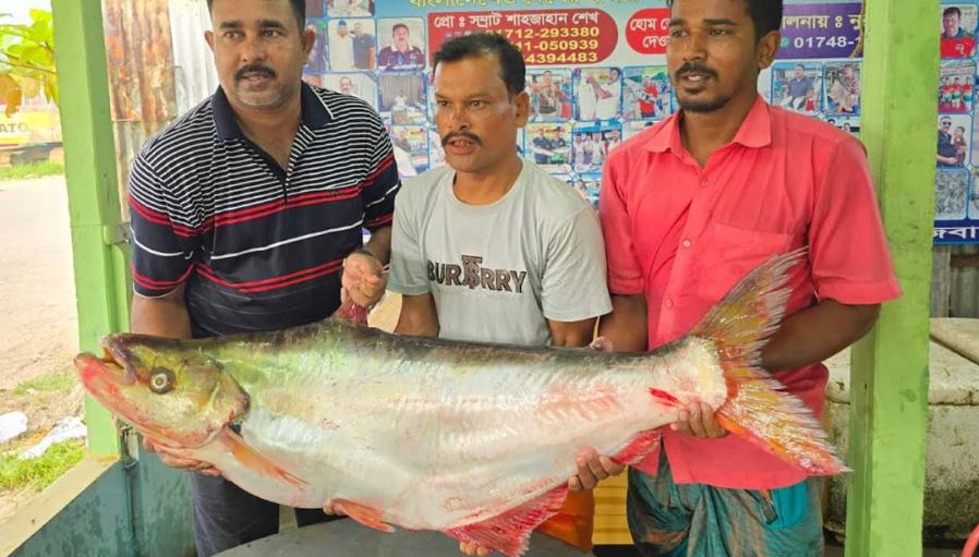 ১ লাখ ৪ হাজার টাকায় বিক্রি হলো পদ্মার ঢাই মাছ