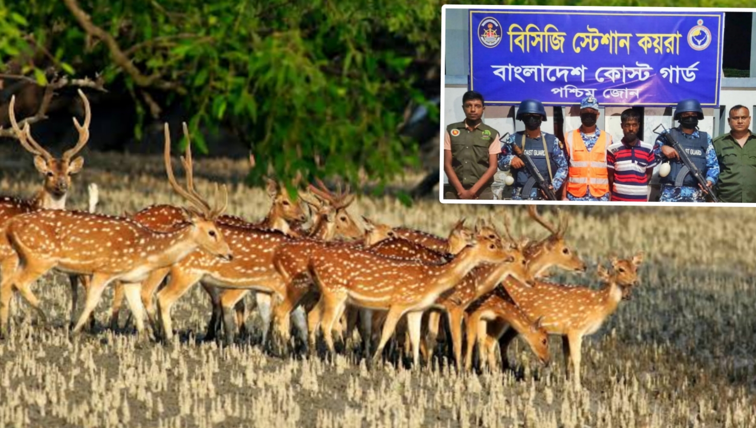 খুলনায় ১০৩ কেজি হরিণের মাংসসহ শিকারি আটক