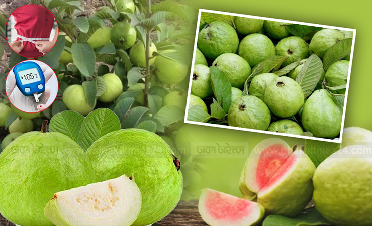 ভেষজ পেয়ারা ওজন কমানো থেকে ডায়াবেটিস নিয়ন্ত্রণ করে