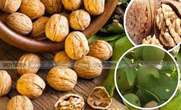 দীর্ঘায়ু হতে চাইলে সকালে খালি পেটে আখরোট খান