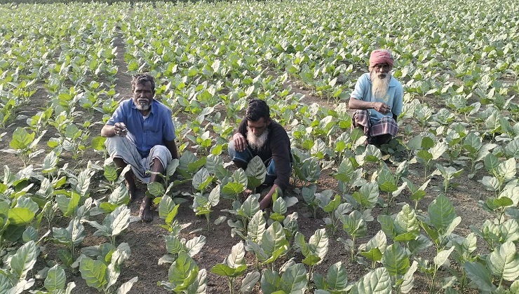 জামালপুরে অধিক লাভের প্রলোভনে তামাক চাষে ঝুঁকছে কৃষক