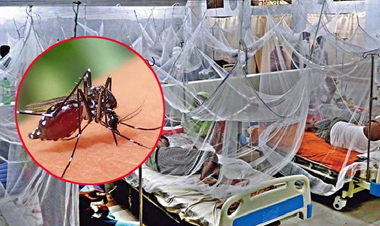 ডেঙ্গুতে ২৪ ঘণ্টায় আরও ৩ জনের মৃত্যু, হাসপাতালে ভর্তি ২৫১