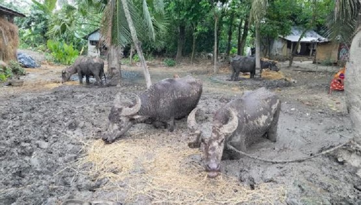ঝিনাইদহে কাদায় বেঁধে রাখা সেই চার মহিষ উদ্ধার