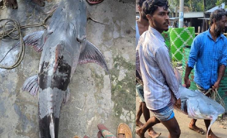 যমুনায় ধরা পড়ল ৪১ কেজির বাগাড়