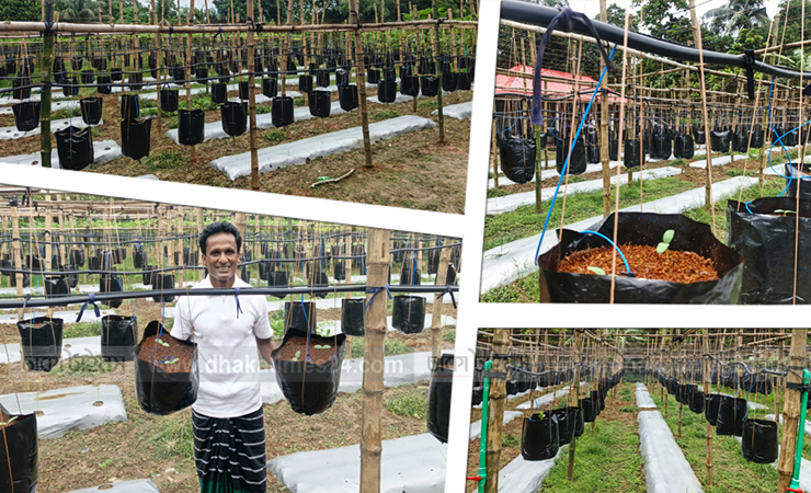 পূবাইলে মাটিবিহীন আধুনিক কৃষি পদ্ধতিতে চাষাবাদ করে তাক লাগালেন সৌখিন কৃষক ফেরদৌস
