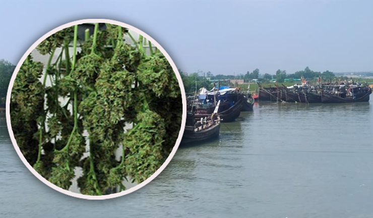 ইয়াবার পর গাঁজার গন্তব্য কক্সবাজার, জেলেদের মধ্যে বাড়ছে আসক্তি