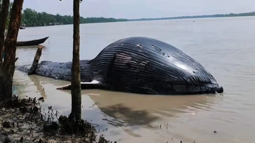 আন্দারমানিক নদীতে ভেসে এলো ৩০ ফুট লম্বা তিমি